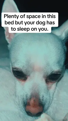 Why tho 😂#mydog #babyonix #dogbestfriend #chihuahuaoftiktok 