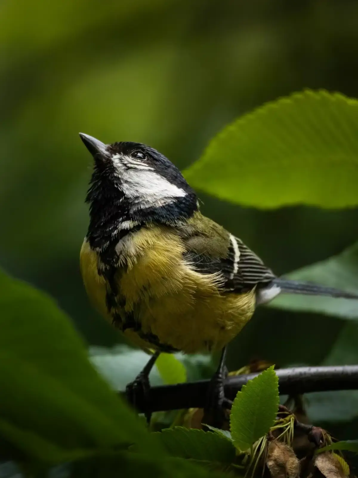 One of the largest and most widespread tit species in Europe, known for its loud, repetitive songs and adaptability to urban environments.  #photography #wildlifephotography #bird #birdwatching #nature #titmouse #greattit 