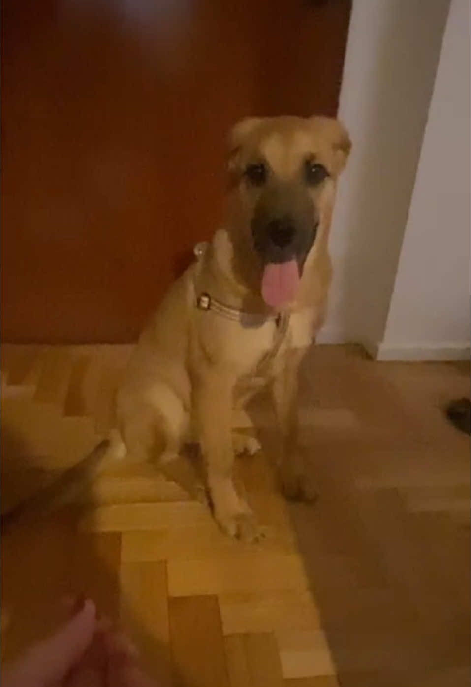 🚨 ¡¡NOS DEVOLVIERON A INDIA!! 🚨 😡😡😡😡😡😡 La adoptaron cuando tenía apenas 2 meses… hoy, con solo 5 meses, ¡la DEVOLVIERON! 💔 Pero ¿saben qué? Gracias a Dios 🙌 que la devolvieron, porque el miedo que tiene cuando ve a un hombre dice mucho (saquen sus conclusiones 🤬). Además, nos la devolvieron sin completar las vacunas 🥵. Ahora India está en tránsito con Juli, pero vive aterrada 😥 porque hay otra perrita, y el miedo no la deja relajarse. NECESITAMOS URGENTE UN TRÁNSITO SIN OTROS ANIMALES 🏡✨ Un lugarcito donde pueda recibir amor, descansar, recuperar su confianza y prepararse para encontrar esa familia definitiva que le cambie la vida 💞. ‼️ Aclaramos que no se llamaba India: su pasado lo queremos dejar atrás, incluso su nombre (sí, saquen conclusiones 😡). India ya está con atención veterinaria, está físicamente bien, solo necesita volver a confiar 🙏🐾. 🥺🥺🥺 Por favor, ayúdennos a difundir. Necesitamos encontrarle hoy mismo un hogar de tránsito lleno de amor. 💬 REFLEXIÓN: Los perros no se devuelven. LOS PERROS SON FAMILIA PARA TODA LA VIDA. Cuando un perro tiene ansiedad, el problema no es del perro… ¡es tuyo! Si las situaciones escalan, es porque no actuaste a tiempo. Para eso existen educadores caninos, etólogos, y ¡nosotros! que siempre estamos para acompañar. ⚠️ Y si no tenés plata para vacunas… ¡NO TENGAS UN PERRO! Así como vacunarías a un hijo, también vacunás a tu perro. 🙏 Por favor, urgente, necesitamos un tránsito para esta princesa. Ayudanos a compartir 💌. ¡Ella merece empezar de nuevo! 📩 Contacto por DM o al WhatsApp: [agregá número de contacto aquí] Instagram: @rescatando4patas_ TikTok: Rescatando4patas Alias para colaborar  Rescatando4patas