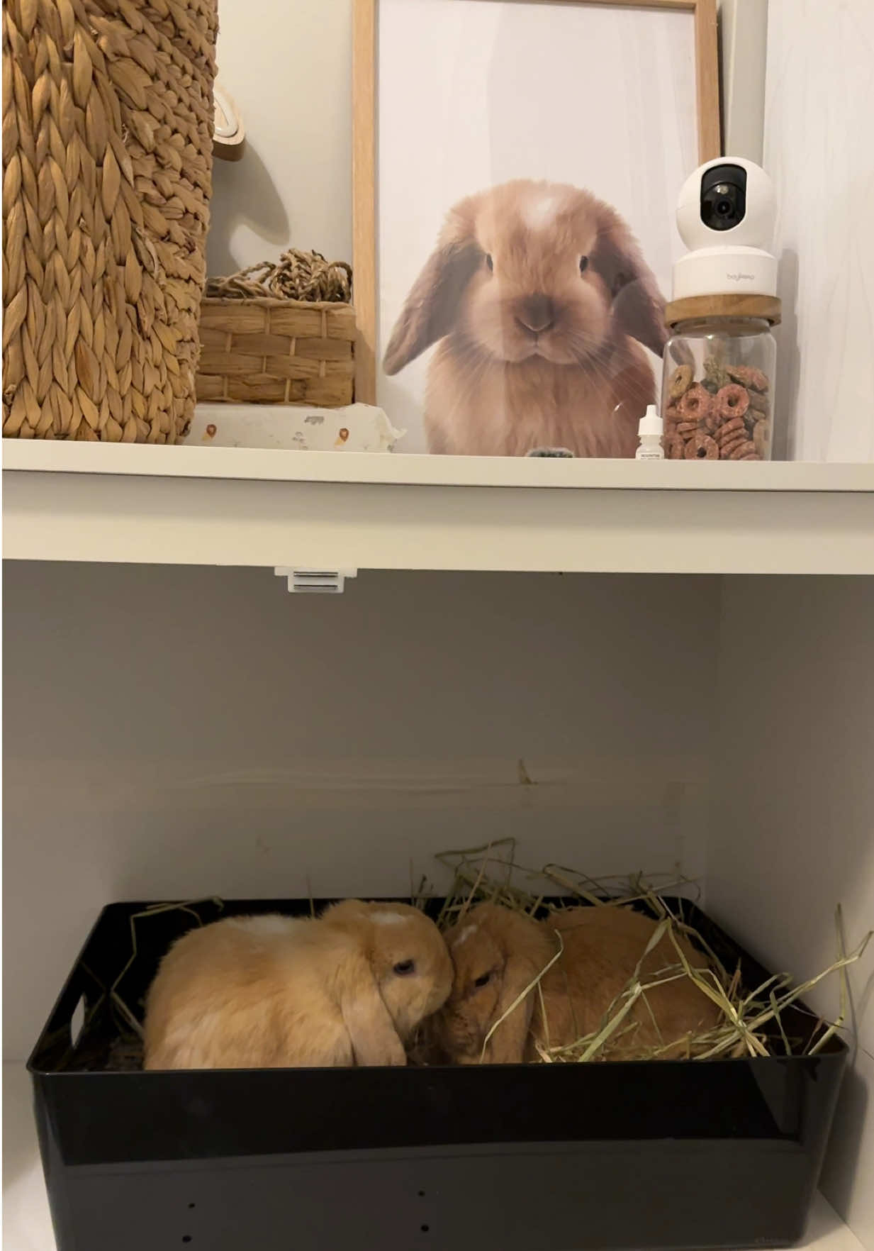 please share your two buns together being cute 🐰🐰 I am not sure why they decided to sleep in their litter box or find comfort in that 