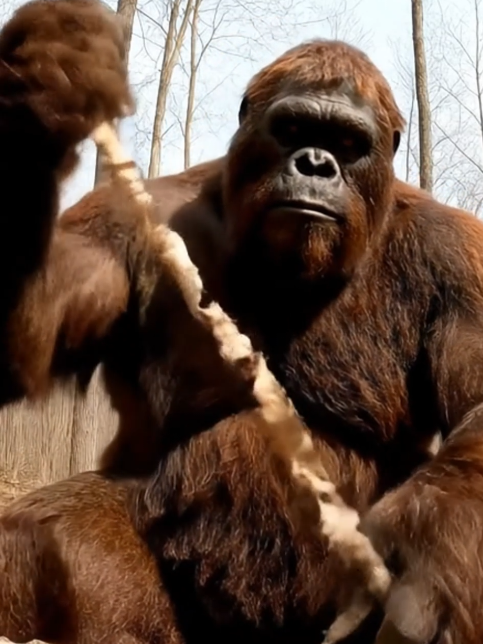 Bigfoot Vlog 7 Survival Tips! #bigfoot #bigfootisreal #Vlog #usa🇺🇸 #fyp #Outdoors #bigfootvlog 
