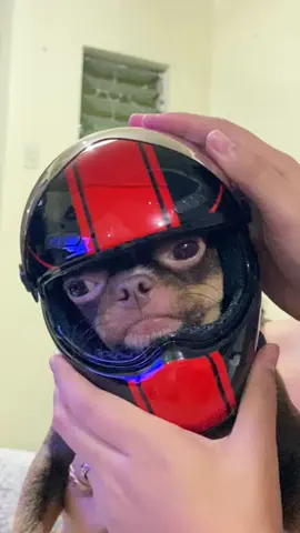 Bought this cutie helmet for my baby para pag nagrarides sya, safe sya dba. Hahahahah.  #chihuahuastiktok #dogsoftiktok #dog #fypage #fyp #fypシ゚ #fyppppppppppppppppppppppp #arkichefmc #coconiarkichefmc