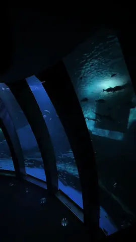 いつか終わる。 #japane #水族館 