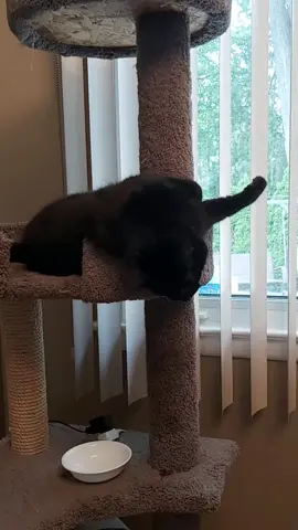 Stripper cat #stripper #pole #funny #cat #somebodycomegether 