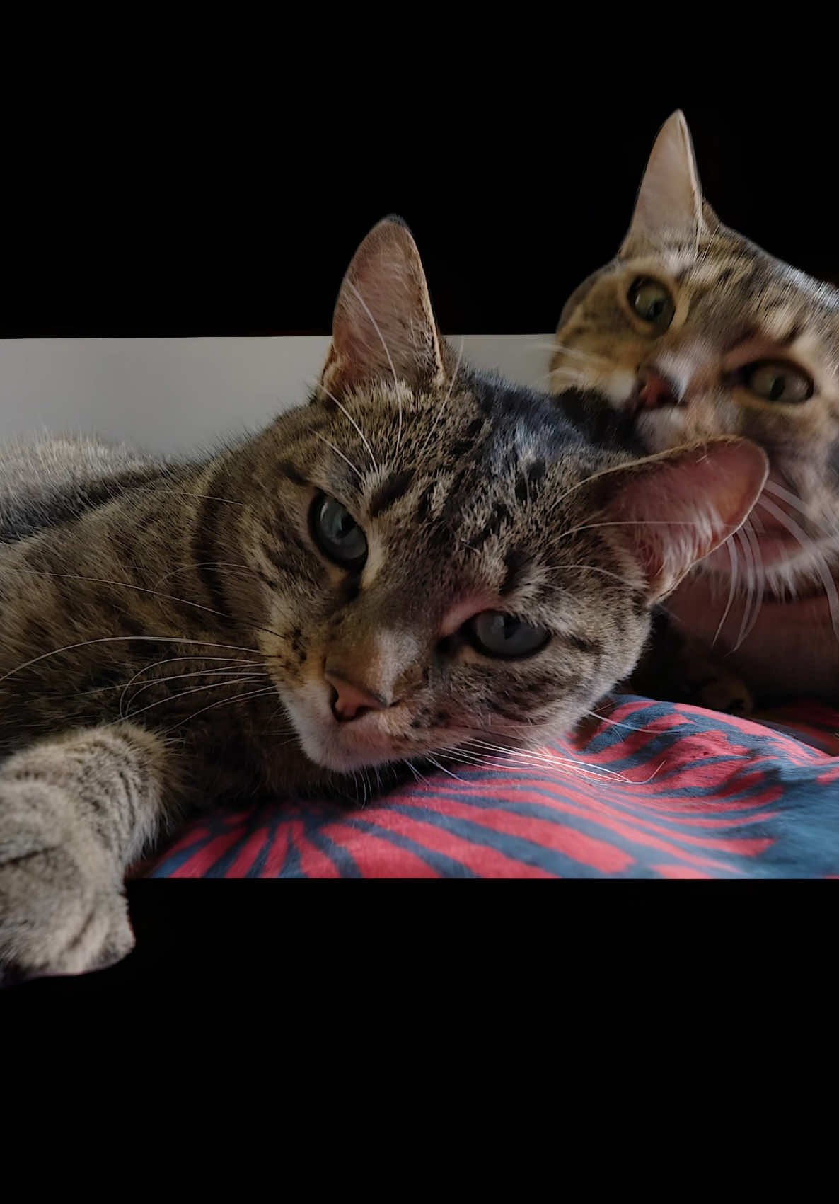 Car edit 😼 #cats #caredit #editing #trend #lmao #humour 