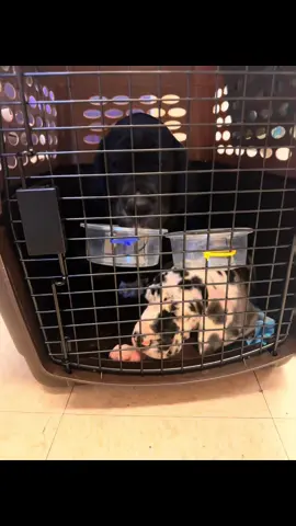 Safe travels sweet babies!!   Ms Emilia is our last baby looking for Love!! She is SO SWEET and smart! She is an 8 week old 100% Euro Black with white markings Great Dane pup. Oakey (Italian import) is the sweetest Momma. #dhanisdanes #texas #dhanistexas #crazyladyranch #europeangreatdanes #italianimport #puppy #harlequingreatdane #blackgreatdane #merlegreatdane #puppylove #greatdanesoftiktok #airplane #flight 