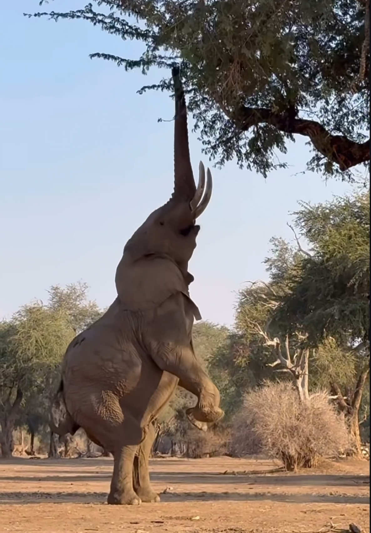 #bigelephant  #trendingreels  #wildlife  #tanzania🇹🇿  #tiktokviral  #tanzania  #tanzaniatiktok  #safari  Credit @safarinest