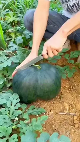 OMG😱🥰🍉💥🔥#fruit #fruits #threefarmers #fyp #asmr #foryou #happy #watermelon 