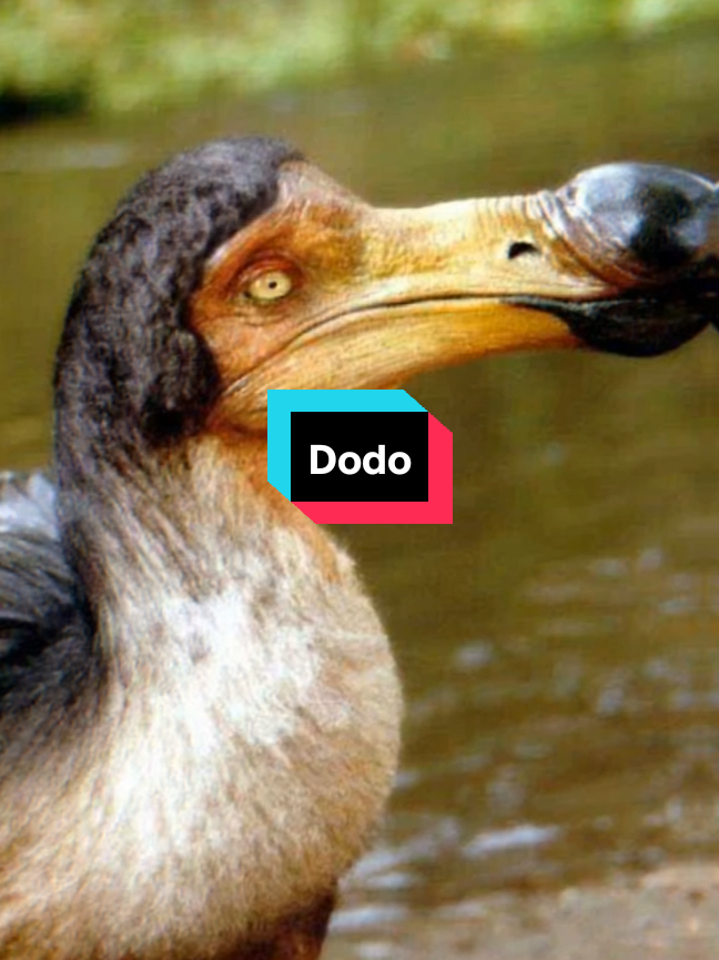 Saksi Bisu betapa serakahnya manusia  . Burung dodo adalah burung besar yang tidak bisa terbang dan hidup di Pulau Mauritius di Samudra Hindia. Burung ini tidak memiliki predator alami sebelum manusia datang, sehingga menjadi jinak dan tidak takut. Saat pelaut Eropa datang pada abad ke-17, dodo diburu dan juga terancam oleh hewan yang dibawa manusia seperti anjing, babi, dan tikus yang memakan telur mereka. Karena hal ini, dodo punah sekitar tahun 1681. Burung ini kini sering dijadikan simbol kepunahan akibat campur tangan manusia. #dodo  #dodobird  #mauritius  #madagascar  #extinct  #fyp 