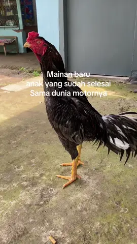Yang sama absen dulu sini✋😁#fyp #ayam #hobi 