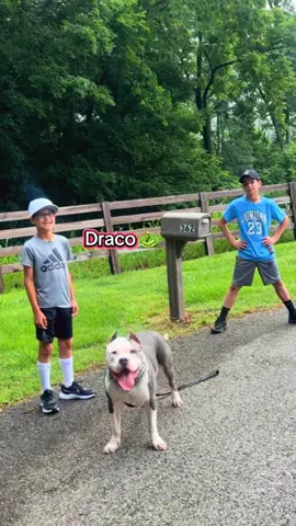 Don’t judge a breed from owners who were irresponsible. Judge the breed off of the responsible owners. I may be cocky when I say this but I’m a good owner and if you haven’t seen through my videos how good of a dog Draco is then you’re just a flat out hater of the breed without owning one and you’re missing out. 🤷‍♂️ #dracoxlbully#xlbully#americanbully#dogsoftiktok#n8tivedogfather#fyp 
