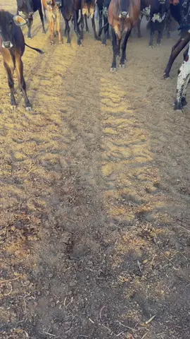 #البقرة 🐄#البطانه_جمال_الباديه_والريف 