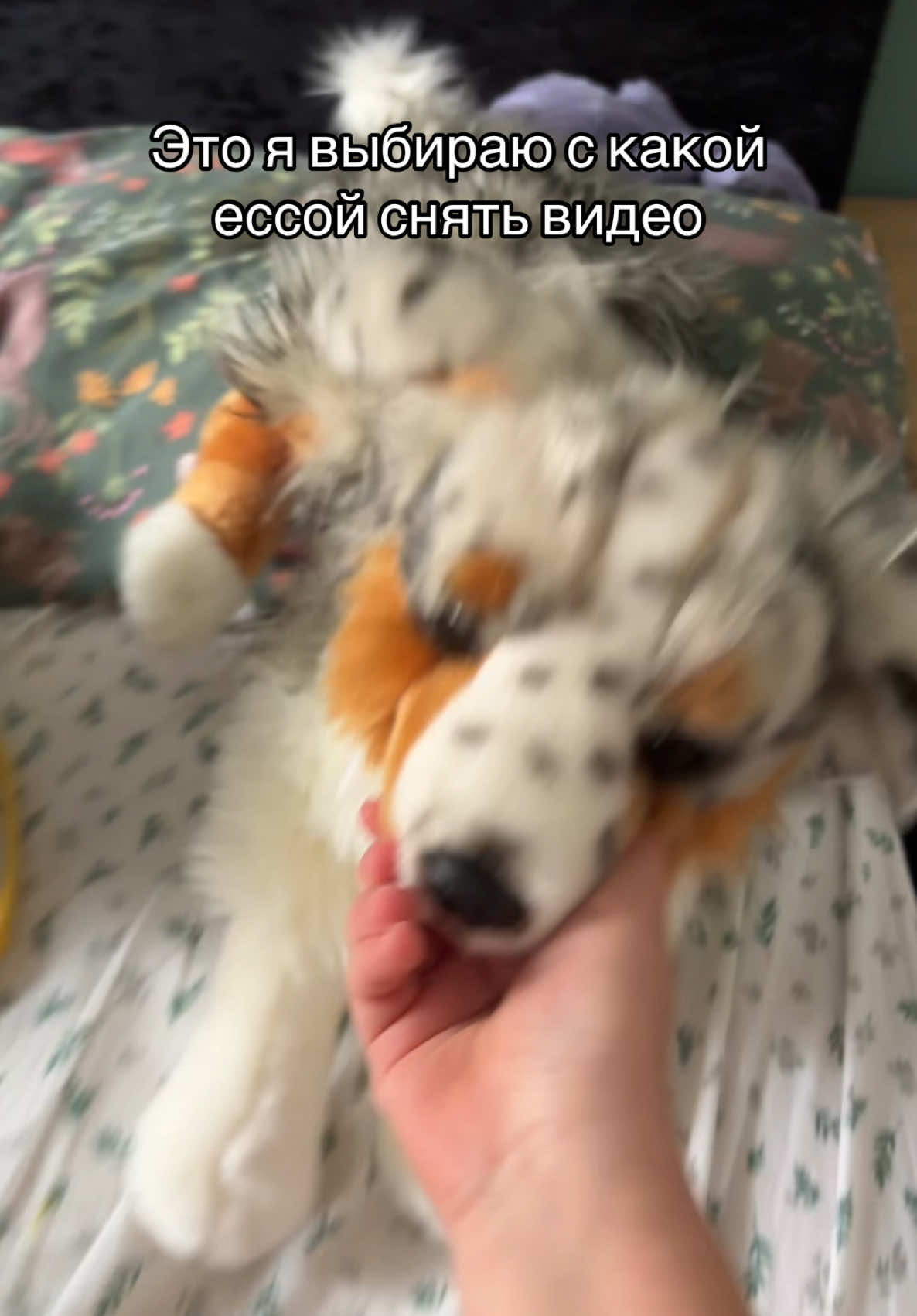 💅💅💅#рек #пдб #собака #дуглас #fyp #есса 