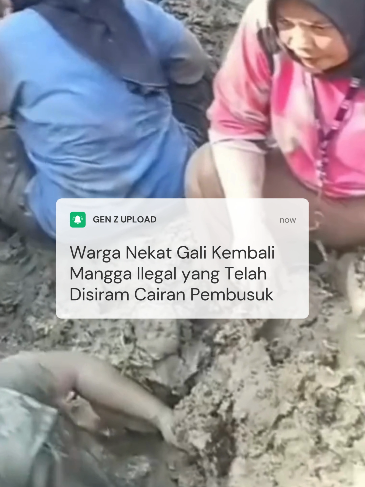 Warga Desa Bagan Asahan, Kabupaten Asahan, Sumut, bikin geger! 🚨 Mereka nekat menggali dan mengambil lagi mangga ilegal asal Thailand 🇹🇭 yang sebelumnya telah dimusnahkan oleh Bea Cukai Teluk Nibung dan BBKHIT Sumut. Total 9,5 ton atau sekitar Rp209 juta buah mangga dimusnahkan pada Kamis (22/5/2025), karena masuk tanpa prosedur karantina resmi. 😷 Pemusnahan dilakukan dengan mengubur dan menyiram cairan pembusuk EM4 🧪 — cairan ini mengandung bakteri yang membuat buah cepat hancur secara organik dan tidak layak konsumsi! Tapi, beberapa jam kemudian, warga malah balik lagi ke lokasi dan mengangkat buah dari dalam tanah 🫣 🎥 Dalam video yang beredar, warga terlihat membawa karung dan mengangkut mangga dari dalam tanah seperti panen raya. Padahal sudah jelas dilarang! “Sudah berulang kali kami sampaikan sewaktu pemusnahan agar untuk tidak mengambil maupun menggali tanah, tapi tidak mereka indahkan. Cairan EM4 digunakan untuk mempercepat pembusukan dan mencegah biji tumbuh kembali. Mengandung bakteri yang tidak layak dikonsumsi dan bisa menimbulkan gangguan kesehatan,” — Kepala Karantina Tanjungbalai Asahan, Domu Sinaga, Jumat (23/5/2025) ⚠️ Warga yang mengonsumsi mangga ini berisiko alami gangguan kesehatan serius. Buah yang sudah terkena cairan pembusuk tidak hanya rusak, tapi bisa memicu keracunan jika masuk tubuh manusia. 🔗 Follow kami untuk info unik lainnya: 📌 YouTube: @Voizdotid 📌 Instagram: @voizid_ 📌 TikTok: @voiz.id 📌 Facebook: @elitereceh #ManggaIlegal #BeaCukai #Asahan #Sumut #ManggaThailand #BeritaViral #VoizID #VoizNews #IndonesiaTerkini #BeritaUnik #FaktaHariIni #KarantinaPertanian #BBKHIT #BeraniBeda #ManggaKuburan #ManggaBakteri #BeritaKonyol #ManggaRp209Juta