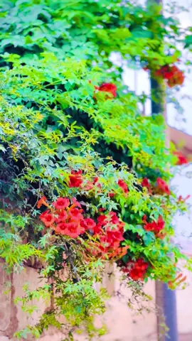 گیانە دەڵێ تۆ ئیتر هەنگاو بەهەنگاو لەگەڵم نی بەڵام من هێشتا زیندوم...