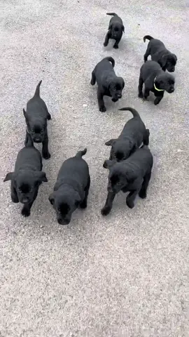 Cooper x Willow pups  #puppies #labradorretriever #chocolatelab #foxredlab #yellowlab #blacklabsquad #training #teampureflax #gundogtrainer  #slingleygundogs #pickingupteam  #instavideo