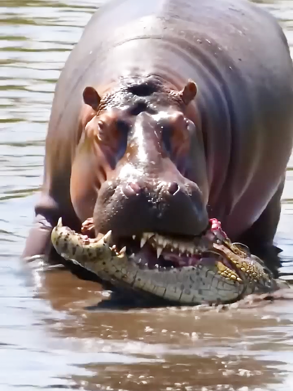 #hippo #crocodile #crocodiles #hippos #animals #animalworld #animalsoftiktok #tiktokanimals #animallife #animalvideos #animalsvideos 