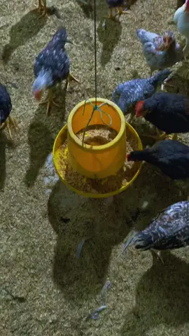 #pengusahamudasukses #mabar #ptmabarfeedindonesia  #ayamkampungpedaging #bosmuda #ayamkub2 #fyp #fyppppppppppppppppppppppp 