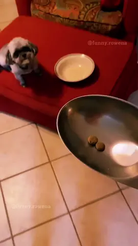 #animals #funnyvideos #funny #pet #dog #cat #laugh #cute #dogsoftiktok #catsoftiktok #fyp #foryou 