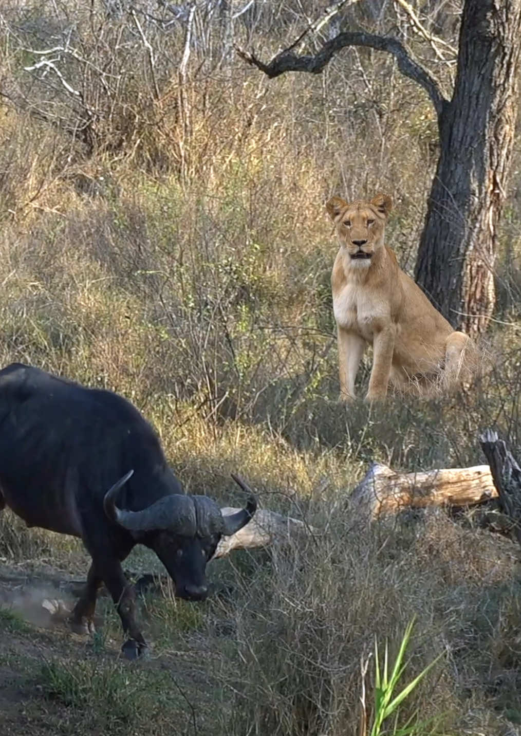 Good morning #lion #buffalo #wildlife #krugernationalpark #Safari #nature 