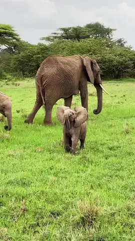 Cute little elephants 🐘 💕. #animals #wildlife #elephants #cuteelephants 
