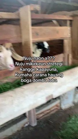 #fyp #hikmahdir #peternakmuda #peternakdombaindonesia #fyppppppppppppppppppppppp 