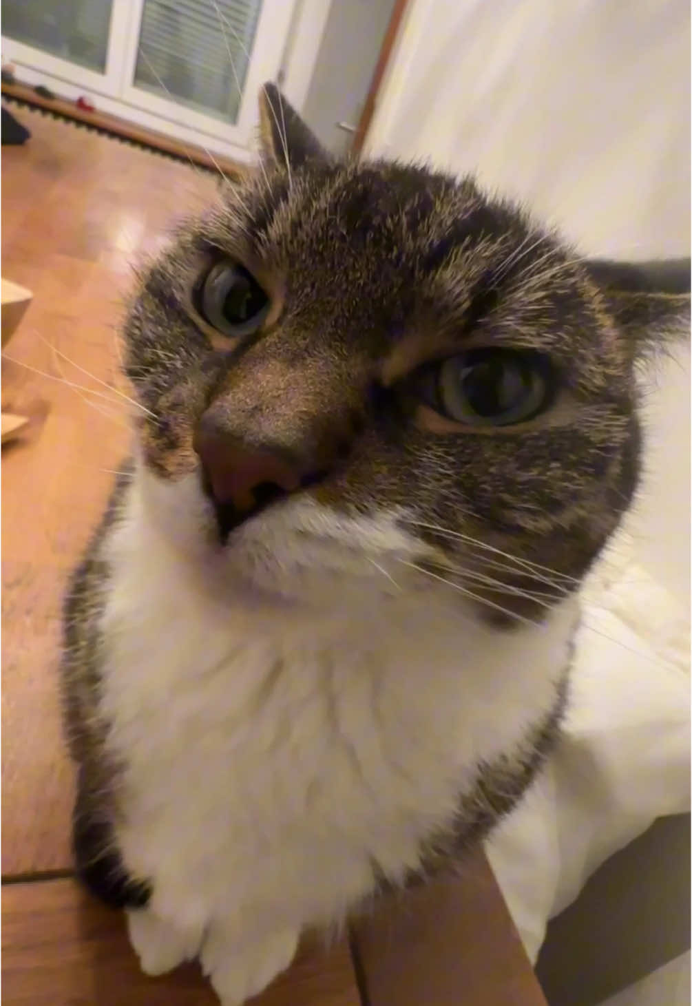 Subscribe @PrettyCatKiss_Daily for more content! 😸  ---  Day 138 - Loading up silly Videos of my Cat kissing you 🤝  --- #usa #europe #cat #funny #moments 