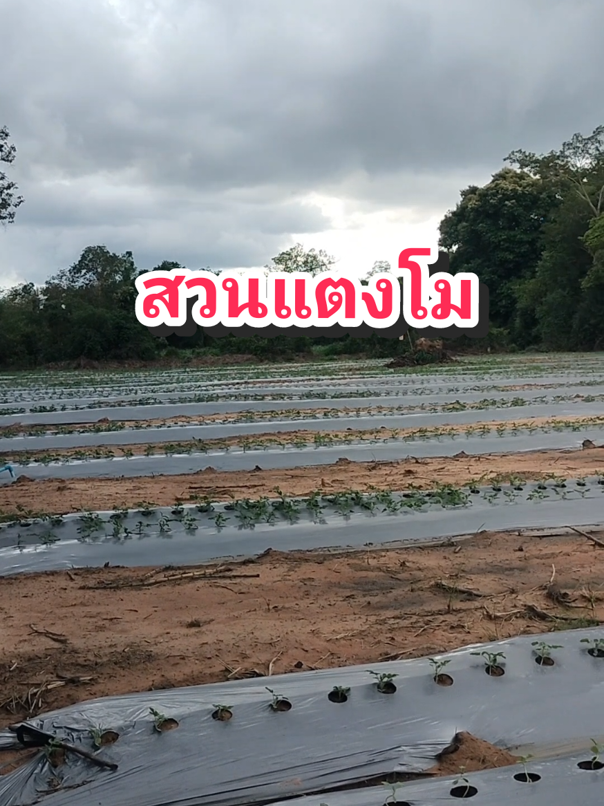 #พลาสติกคลุมดิน# สวนแตงโม#ขายทุกอย่าง 