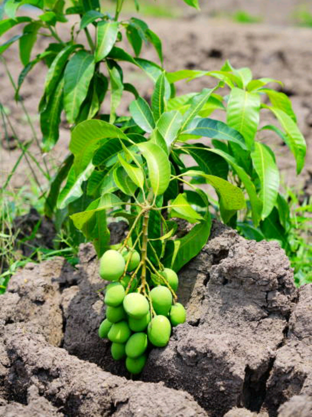 How to grow chillies at home  #garden #foryoupage #viral #tranding #trees #fyp #rose #shorts #reel #gardening #foryou #grow #plant #grapes #viral #fruit #cucumber #vegetables #tree #peanut #strawberry @m.shehbaz451 @Agriculture and Technology 