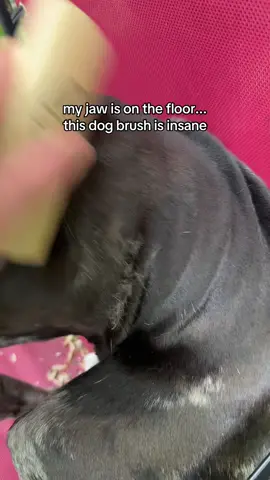 ohhhhh baby you is getting brushed and bathed😩😩😩 #dogmom #shedding #dogshedding #dogbrush #dogneeds 