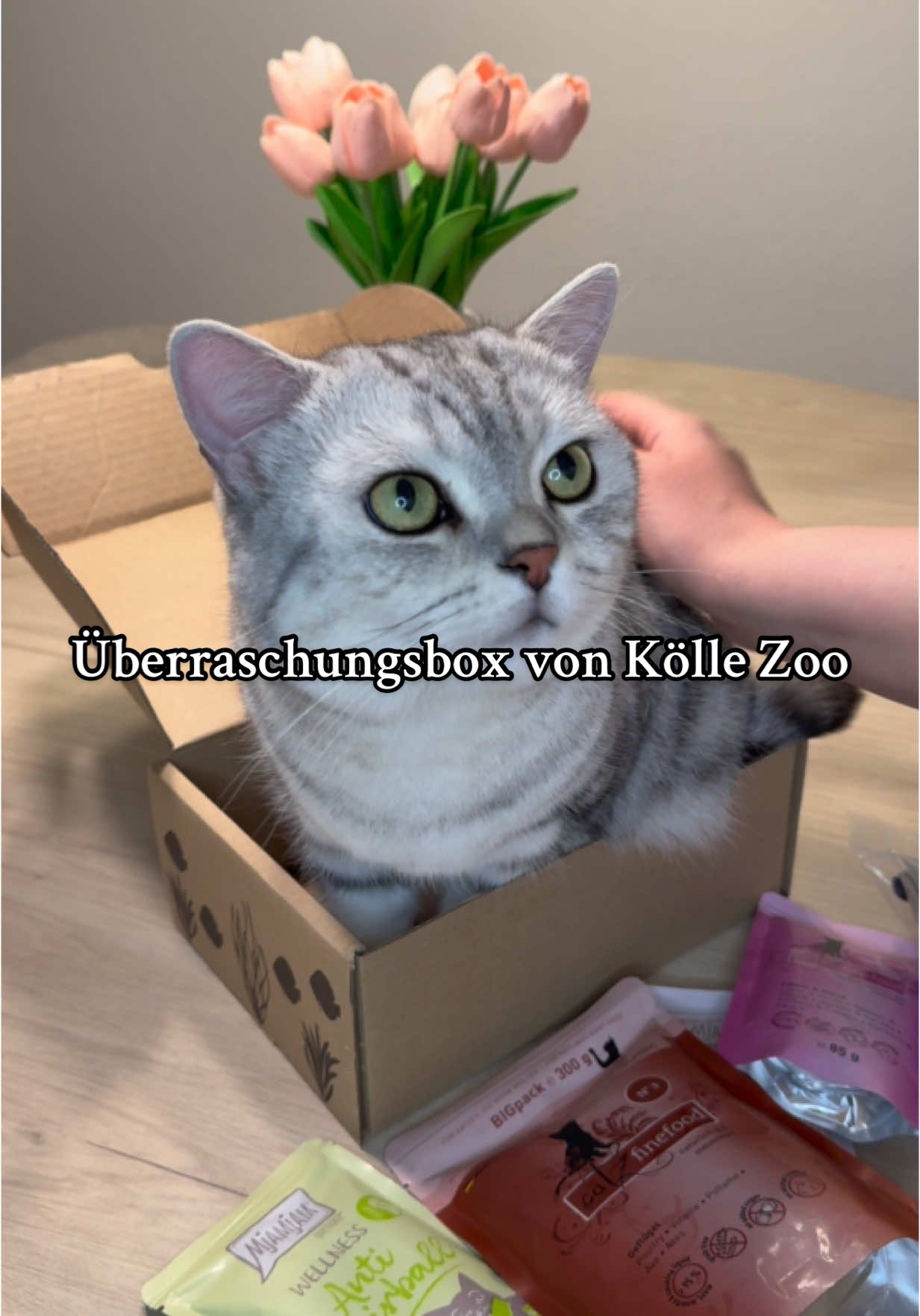 Überraschungs Box von @Kölle Zoo 😻 waren zu Besuch bei: @thetabbysiblings  #köllezoo #überraschungsbox #katzen #fürdich #katzenfutter #artgerechtehaltung #bkh #foryou #cats #viral  *unbezahlte Werbung 