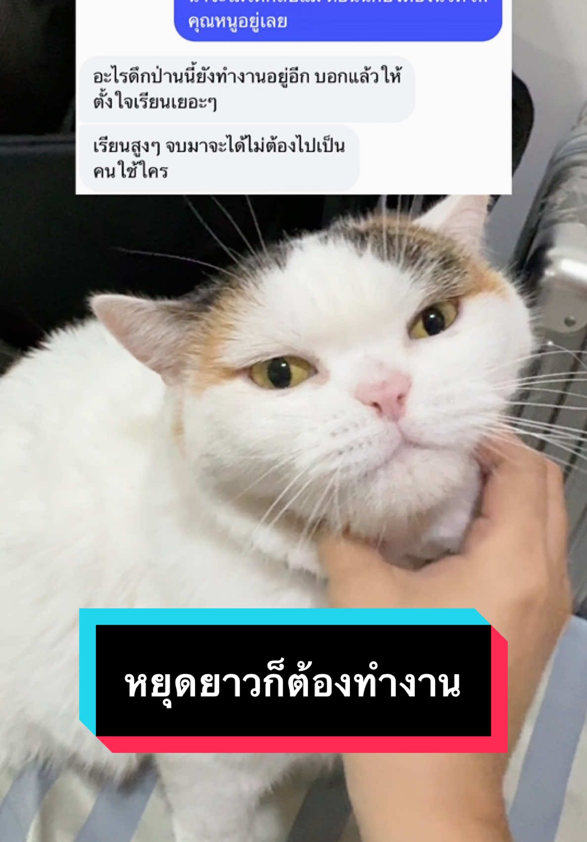 คุณหนูดุมาก วีนสุด ต้องทำงานดีๆ 😭 #มูมินแมวเหนียง #แมวน่ารัก #แมวอ้วน #สวนสัตว์tiktok #cat #catoftiktok 