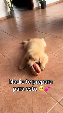 Definitivamente nadie nos prepara para verlos crecer sanos y fuertes! Y día con día siguen dándonos todo su amor y cariño de forma incondicional🥹💕  #goldenretriever #goldenretrieverlife #trendingvideo #costarica #viraldog #fyp #puppylove #loveyou #paratiiiiiiiiiiiiiiiiiiiiiiiiiiiiiii #goldenpuppy #puppiesoftiktok #viral_video #foryoupage #dog #perros #dogsoftiktok 