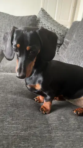 #dachshund #minidachshund #dachshunds #dachshunds #dog #puppy #sausagedog #wienerdog #daschund #puppylove #dogs #dogsoftiktok #daschundsoftiktok #minaturedachshund 