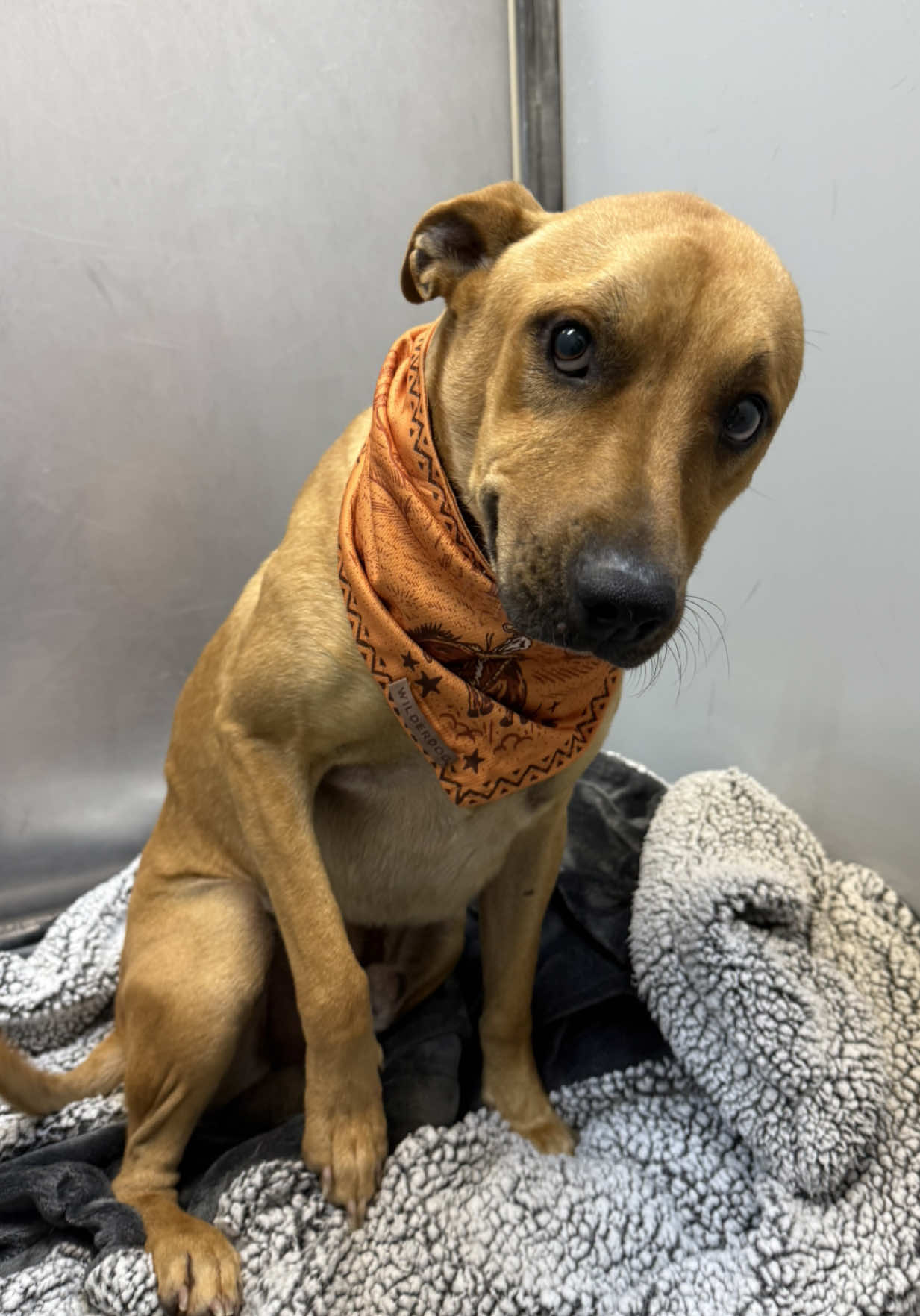 Update from the shelter 3:20PM: Koko was euthanized 😭 I’m glad we tried and he’s being shown so much love on social media, thank you to everyone for the virtual love for this sweet boy 💔  🚨Koko will be euthanized today 5/28🚨 Koko is breaking my heart. He’s actually such a kind soul and literally all he wants to do is cuddle. Euth list dogs need a hold by 1PM, and I know it’s already 12 and I’m just now posting this but please remember I am only a volunteer and just met him. I am sitting on a bench outside of his kennel writing this. I come to the shelter when I can and although time is very limited here, Koko still deserves a chance to be seen on my platform. He is rescue only but rescues need fosters so if you foster please reach out to rescues who you think may tag him for you!  •ID: A2012596 •Stray •Male •1YR •42lbs  •Lab MIX •Heartworm positive  •Medical (Heartworms and unilateral muscle atrophy of right temporalis muscle. Recommend further evaluation with private vet)) LOS 17+ Days Please be aware that all euth dogs need a hold by 1PM. If you want to help, please be proactive do not wait! If you're interested in a pet and live out of state, I encourage you to reach out to your local rescues to see if they pull from Texas shelters. I am NOT the shelter and do not decide which animals are on the euthanasia list or their outcomes, I am only a volunteer networking at risk dogs. The shelter is legally required to accept every animal brought to them, regardless of breed, temperament, health condition, or circumstance. Due to high intake numbers and lack of space, there is a euthanasia list‼️ 📌 Please contact BARC if you are local and can help! Neither BARC nor I can assist out of state adoption or foster offers. The shelter WILL NOT hold a dog for anyone out of state. You must physically go to the shelter to adopt. 💌 𝗔𝗹𝗹 𝗵𝗼𝗹𝗱𝘀 𝗠𝗨𝗦𝗧 𝗯𝗲 𝗶𝗻 𝘄𝗿𝗶𝘁𝗶𝗻𝗴, 𝘀𝗼 𝗽𝗹𝗲𝗮𝘀𝗲 𝗱𝗼 𝗻𝗼𝘁 𝗖𝗮𝗹𝗹. 𝗜𝗳 𝗟𝗼𝗰𝗮𝗹 𝗮𝗻𝗱 𝗶𝗻𝘁𝗲𝗿𝗲𝘀𝘁𝗲𝗱 𝗶𝗻 𝗙𝗼𝘀𝘁𝗲𝗿𝗶𝗻𝗴 𝗼𝗿 𝗔𝗱𝗼𝗽𝘁𝗶𝗼𝗻, 𝗲𝗺𝗮𝗶𝗹 𝗮𝗹𝗹 𝗯𝗲𝗹𝗼𝘄:  barcfoster@houstontx.gov barcadoptions@houstontx.gov BARC.Aid@houstontx.gov 𝐏𝐥𝐞𝐚𝐬𝐞 𝐮𝐬𝐞 𝐭𝐡𝐞 𝐚𝐧𝐢𝗺𝐚𝐥’𝐬 𝐬𝐞𝐯𝐞𝐧 𝐝𝐢𝐠𝐢𝐭 𝐈𝐃 𝐧𝐮𝗺𝐛𝐞𝐫 𝐰𝐡𝐞𝐧 𝐜𝗼𝐧𝐭𝐚𝐜𝐭𝐢𝐧𝐠 𝐭𝐡𝐞 𝐬𝐡𝐞𝐥𝐭𝐞𝐫. 📍BARC Animal Shelter  3200 Carr St Houston, TX 77026 www.houstontx.gov