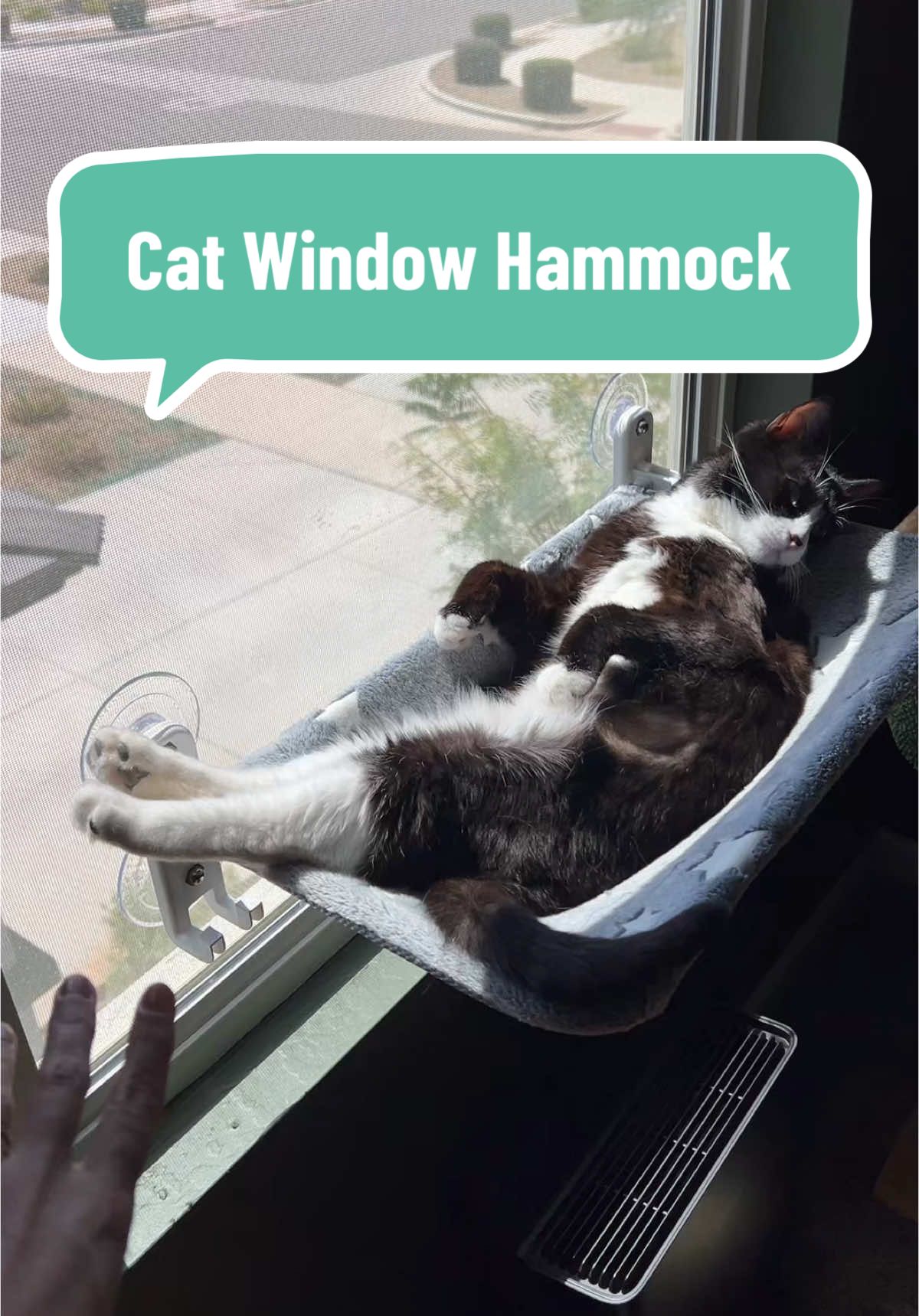 She loooooves her window hammocks 😍 #catsoftiktok #cattok #catproducts #catpeople #catlovers #catloversclub #indoorcatlife #indoorcat #catenrichment #tiktokshopcreatorpicks 