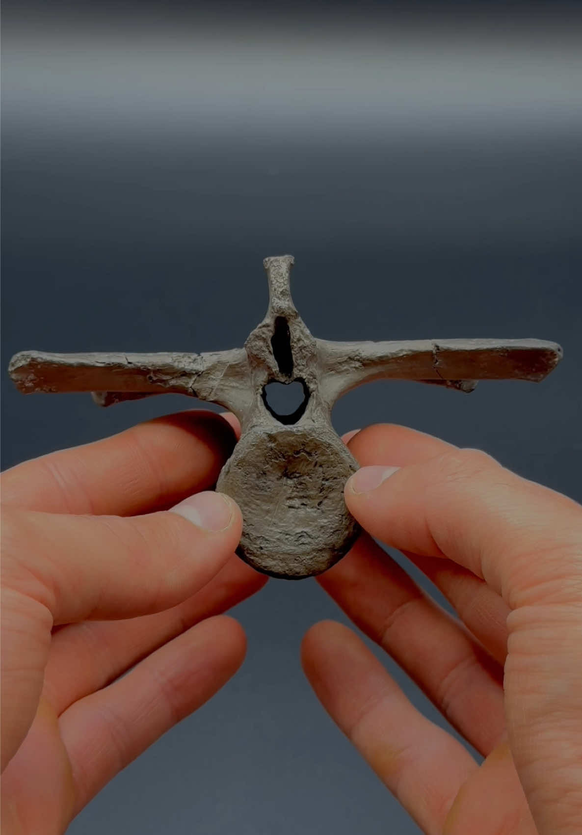 We found this hidden under a huge boulder! 🏝️ This must have been buried by the boulder many tides ago 🌊 Hopefully we make another exciting find like like this one soon! 🤯 Take a look and see what you think 🌅 We were so thrilled with this find! 🦕🪨 The quality of the specimen was absolutely surreal 😍🦑 The Ammonite specimens 💀🏝 Here’s an outstanding example of a fossil Crocodile Vertebra, roughly 180 Million years old! 😍🦕 The intricate details are truly something to behold! 🔬 Thanks for supporting our page! 🐊 #natural #nature #fossil #fossils #ancient #animals #art #ammonite #ammonites #dinosaur #scientist  #minerals #paleontology #whitby #geologist #dorset #geology #charmouth #jurassic #yorkshire #fyp