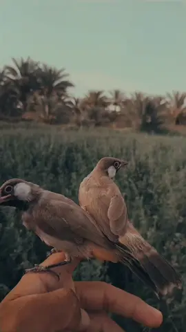 #قيموهن_شكد_يسون😊 #بلابل_ابيض_الخدين 