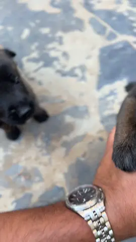#malinois #malinoisoftiktok #pursang #algerie🇩🇿 #malinoislovers 