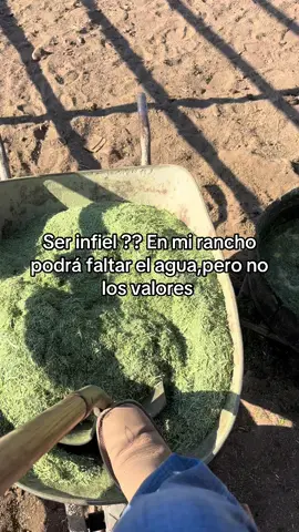 #ranchohumilde #paratiiiiiiiiiiiiiiiiiiiiiiiiiiiiiii #chihuahua #vaca #chihuahua #infiel 