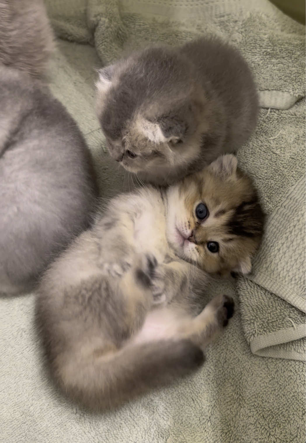 Isn’t Stella just the cutest Scottish fold munchkin?😍 more content of the second litter incoming! #munchkin #scottishfold #kitten #fyp #cats #kitty #cute #precious #adorable #foryoupage #kittensoftiktok #catcontent 