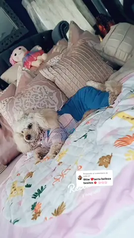 Respuesta a @cobe.67 Awww MI Vida Hermosa  Gracias De Todo ❤️ Y Sabes Qué Eres Una Persona Super Valiosa En Nuestras Vidas MI Bella Mana, Saludos Y Bendiciónes Chula 🙏🐩🐩🐩👸👸🤴🤴🌍❤️🙏 #perritostiktokers #chanel #koko #valentino #Viral #flypシ #creatorsearchinsights #kokomuñecochanel #paratupajina #viralvideo #Parati #postura #fy #paratiiiiiiiiiiiiiiiiiiiiiiiiiiiiiii #muñecovalentinoensuclasedeactor #muñeco #reyna #ticktokeraschanelkokomuñecovalentino #fyp 