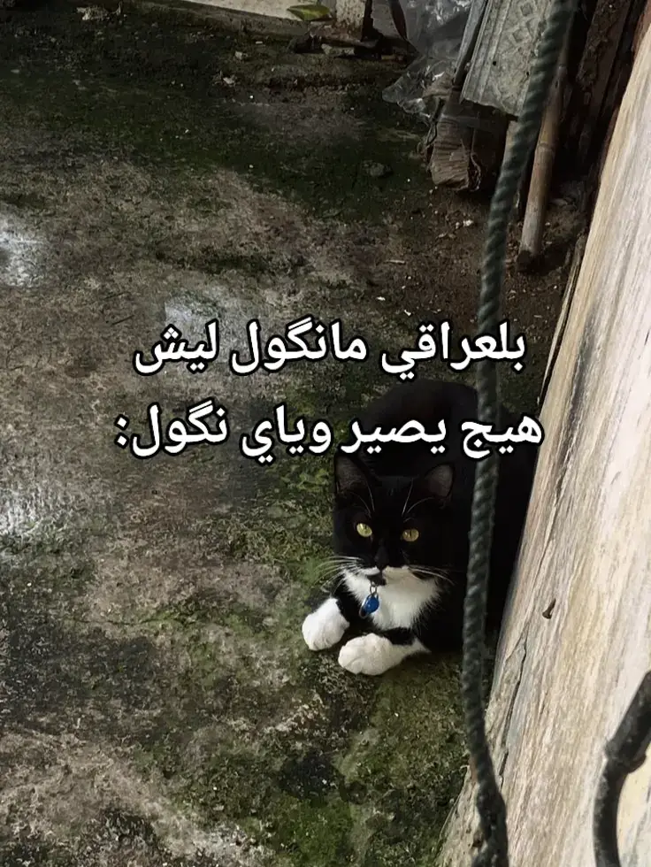 #شعر #عبارات 