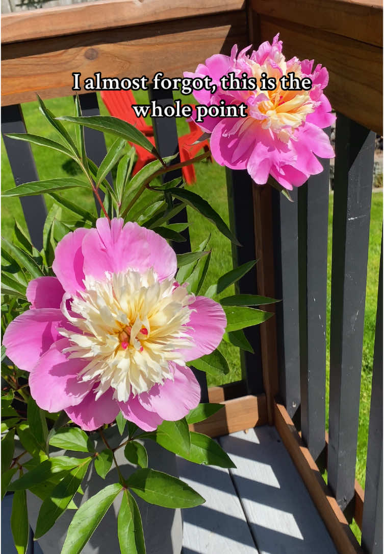 Enjoying the simple but beautiful things 🌸☀️ #garden #peony #peonies #flowers #fyp #beautifulthings 