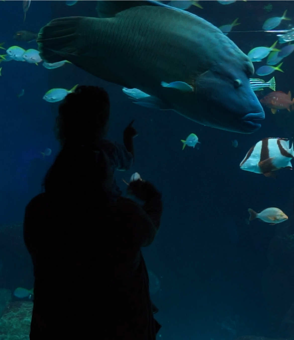 Essential Activities for Your Next Travel Adventure in Florida - Tampa aquarium  #travel, #travelguide, #thingstodo, #adventure, #explore #contentcreation #cinematic #aquarium 