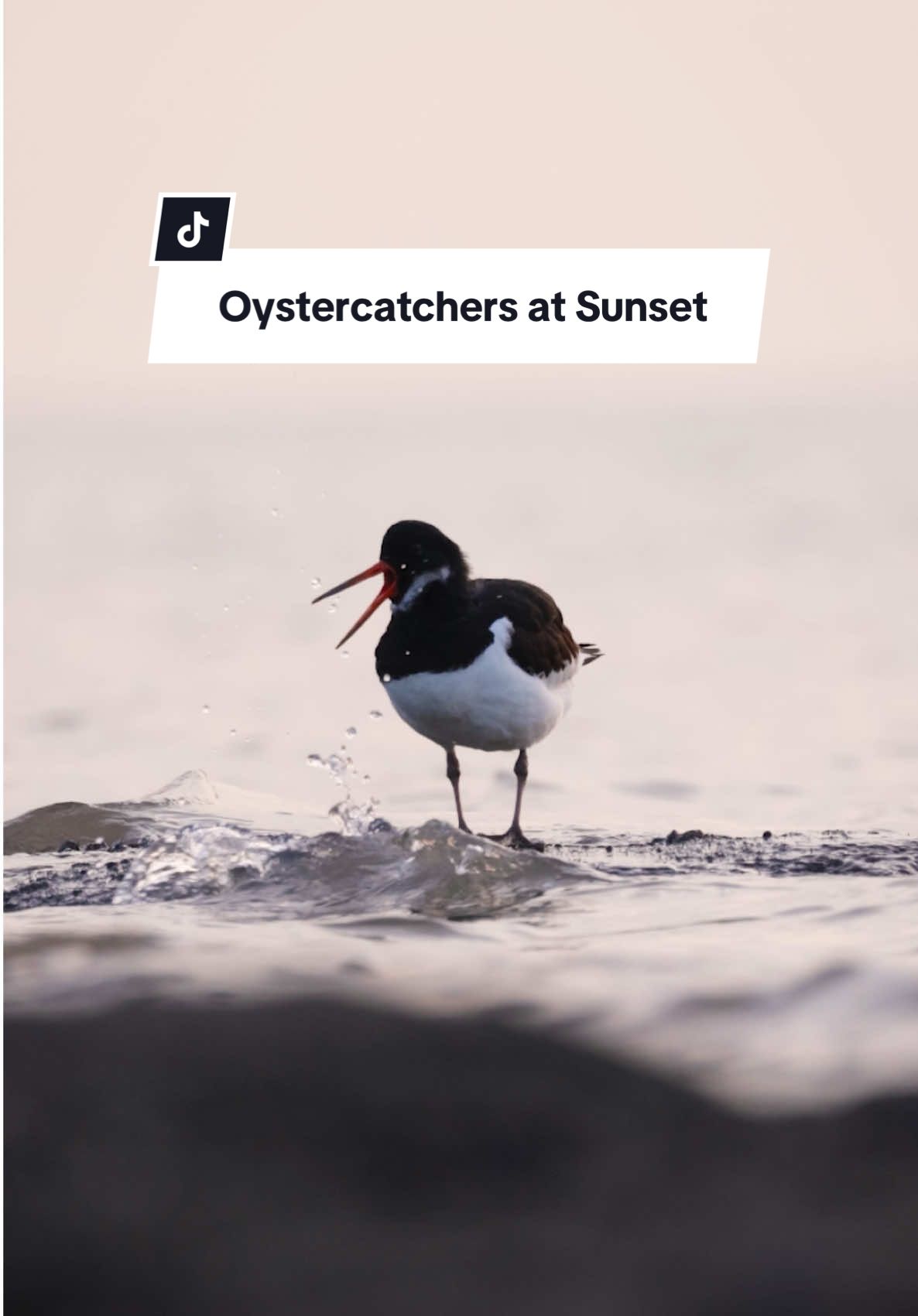 My home time happy place, back with the waders 🥰 Still absolutely obsessed with capturing the waders amongst the waves, these are just a few little sunset moments with the Oystercatchers. I’ll never get tired of the calm of the waves and shorebirds working in harmony 🥰 Main cam set up: Canon R5 and RF 100-500 BTS Cam: @insta360_official X4 #birdphotographer #norfolkwildlife #oystercatcher #wadingbirds #shorebirds #insta360 #wildlifephotography #birdwatching 