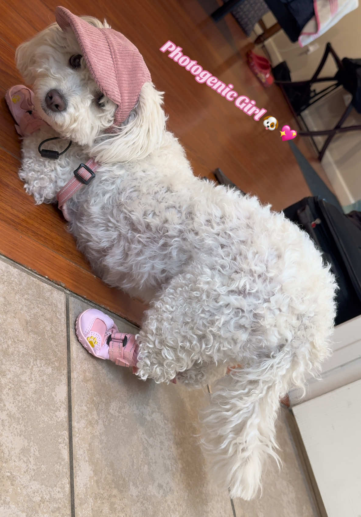 Ladies and gentlemen..Her 💅🐶 #doglife #family #Summer #fashion #itgirl 