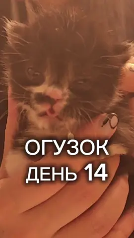ДЕНЬ 14 Какой насыщенный день.  Но я помню, что вы ждёте и что вам очень интересна судьба Огузка, поэтому я стараюсь всегда держать вас в курсе. Сегодня кстати, последний день карантина и мы можем расслабиться. Нас можно поддержать финансово по ссылкам: https://ko-fi.com/rencricher https://www.donationalerts.com/r/renchricer Подписывайся на мой телеграмм канал и узнавай первым все кошачьи новости https://t.me/MomRenCricher _______________________________________________ #Riga #Кошки #Котята #СпасённыеКоты #ФостерКотята #УходЗаКотятами #ПомощьЖивотным  #ИсторияСпасения #КошачийБлог #МаленькиеЛапки #ЛюбовьКЖивотным #МурМур #ДоИПосле #ВолонтёрЖивотных #RescueCats #FosterKittens #KittenRescue #CatCare #TinyButMighty #CatLovers #MeowLife #SavingCats  #CatRescue #KittensOfInstagram #FosteringSavesLives