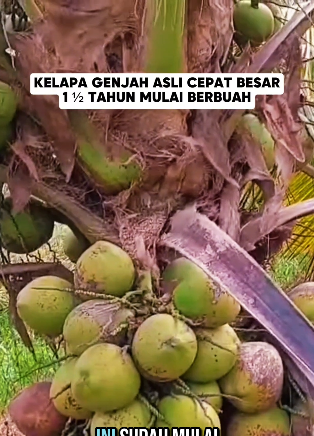 Bibit kelapa genjah asli kelapa pendek berbuah lebat kelapa cepat besar 1,5 tahun sudah berbuah #bibitkelapa #bibitkelapagenjah #kelapagenjahasli #bibitkelapahijaugenjah #petanikelapa #panenkelapa #petanimuda #petaniindonesia🇮🇩🇮🇩🇮🇩🌿🌿  #creatorsearchinsights 