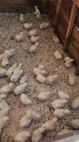 Good Morning Nuggets and Update on Our Gosling!  #chickens #gosling #farmlife 